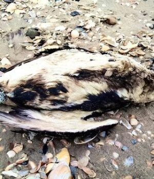 На-Одещині-виявили-мертвих-птахів-у-мазуті:-що-сталося