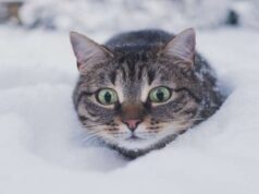 На Волинь повертаються морози до -16°C та сніг На-Волинь-повертаються-морози-до-16°c-та-сніг