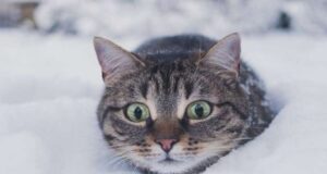 На Волинь повертаються морози до -16°C та сніг На-Волинь-повертаються-морози-до-16°c-та-сніг