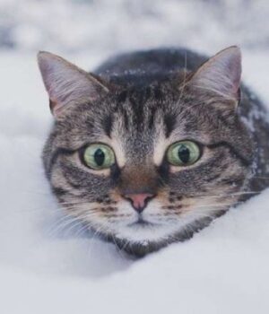 На-Волинь-повертаються-морози-до-16°c-та-сніг