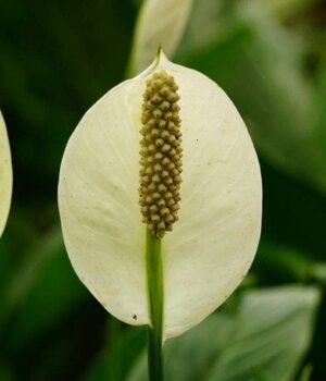 Всього-один-трюк —-і ваш-спатифілум-зацвіте-пишно-вже-цього-сезону