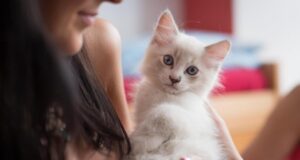 Як коти “розмовляють” зі своїми господарями: ветеринари розповіли про 7 кумедних способів Як-коти-“розмовляють”-зі-своїми-господарями:-ветеринари-розповіли-про-7-кумедних-способів