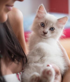 Як-коти-“розмовляють”-зі-своїми-господарями:-ветеринари-розповіли-про-7-кумедних-способів Як-коти-“розмовляють”-зі-своїми-господарями:-ветеринари-розповіли-про-7-кумедних-способів