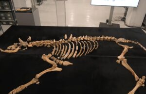 Археологи виявили останки бізона, який жив 4000 років тому: чим унікальна ця знахідка Археологи-виявили-останки-бізона,-який-жив-4000-років-тому:-чим-унікальна-ця-знахідка