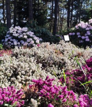 12-рослин,-які-раз-і-назавжди-позбавлять-сад-від-бур’янів