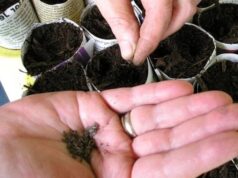 Коли що сіяти на розсаду: збережіть собі детальний календар на 2026 рік Коли-що-сіяти-на-розсаду:-збережіть-собі-детальний-календар-на-2026-рік