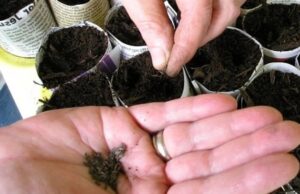 Коли що сіяти на розсаду: збережіть собі детальний календар на 2026 рік Коли-що-сіяти-на-розсаду:-збережіть-собі-детальний-календар-на-2026-рік