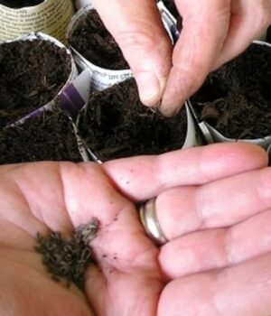 Коли-що-сіяти-на-розсаду:-збережіть-собі-детальний-календар-на-2026-рік