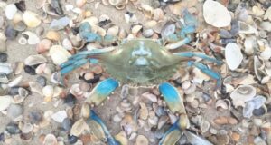 У Чорному морі вперше зафіксували блакитного краба. Чим він небезпечний У-Чорному-морі-вперше-зафіксували-блакитного-краба.-Чим-він-небезпечний