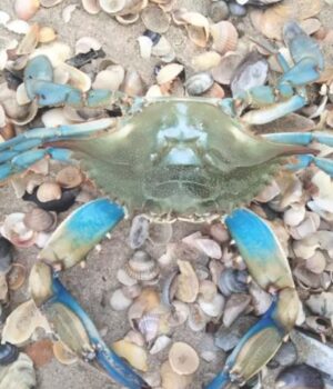 У-Чорному-морі-вперше-зафіксували-блакитного-краба.-Чим-він-небезпечний