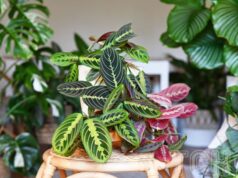 7 найкращих кімнатних рослин для дому: яку з них майже неможливо “вбити” 7 найкращих-кімнатних-рослин-для-дому:-яку-з них-майже-неможливо-“вбити”