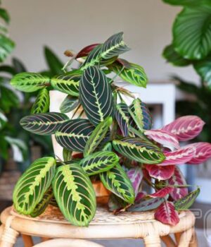 7 найкращих-кімнатних-рослин-для-дому:-яку-з них-майже-неможливо-“вбити”