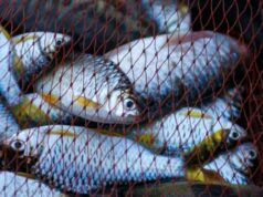 Судять трьох волинян, які незаконно наловили риби на понад пів мільйона гривень Судять-трьох-волинян,-які-незаконно-наловили-риби-на-понад-пів-мільйона-гривень