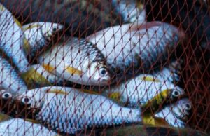 Судять трьох волинян, які незаконно наловили риби на понад пів мільйона гривень Судять-трьох-волинян,-які-незаконно-наловили-риби-на-понад-пів-мільйона-гривень