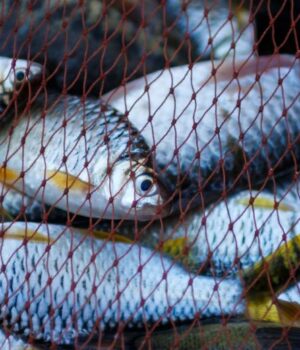 Судять-трьох-волинян,-які-незаконно-наловили-риби-на-понад-пів-мільйона-гривень