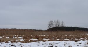 Весна не за горами: у нацпарк на Волині повертаються журавлі Весна-не-за-горами:-у-нацпарк-на-Волині-повертаються-журавлі