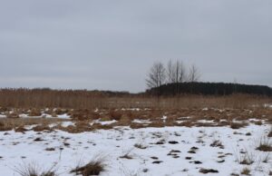 Весна не за горами: у нацпарк на Волині повертаються журавлі Весна-не-за-горами:-у-нацпарк-на-Волині-повертаються-журавлі