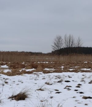 Весна-не-за-горами:-у-нацпарк-на-Волині-повертаються-журавлі