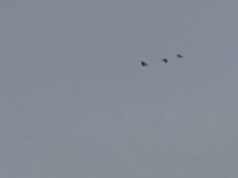 Весна вже близько: на Волинь прилетіли журавлі Весна-вже-близько:-на-Волинь-прилетіли-журавлі