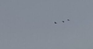 Весна вже близько: на Волинь прилетіли журавлі Весна-вже-близько:-на-Волинь-прилетіли-журавлі