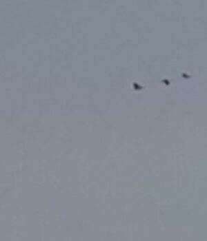 Весна-вже-близько:-на-Волинь-прилетіли-журавлі Весна-вже-близько:-на-Волинь-прилетіли-журавлі