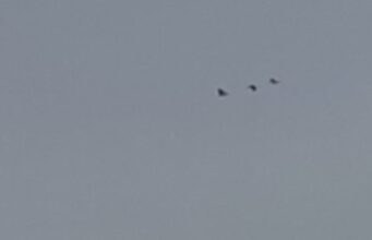 Весна вже близько: на Волинь прилетіли журавлі Весна-вже-близько:-на-Волинь-прилетіли-журавлі