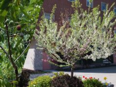 “Дерево 40 фруктів”: рекордне дерево-сад створив садівник та митець “Дерево-40-фруктів”:-рекордне-дерево-сад-створив-садівник-та-митець