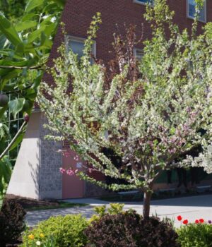 “Дерево-40-фруктів”:-рекордне-дерево-сад-створив-садівник-та-митець