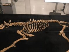 В Іспанії археологи виявили останки бізона, який жив 4000 років тому В-Іспанії-археологи-виявили-останки-бізона,-який-жив-4000-років-тому