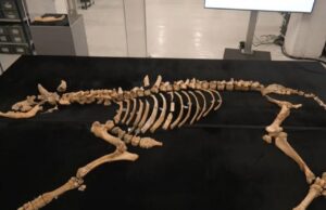 В Іспанії археологи виявили останки бізона, який жив 4000 років тому В-Іспанії-археологи-виявили-останки-бізона,-який-жив-4000-років-тому