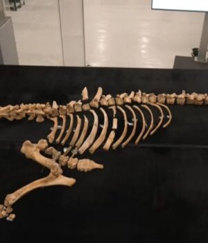 В-Іспанії-археологи-виявили-останки-бізона,-який-жив-4000-років-тому В-Іспанії-археологи-виявили-останки-бізона,-який-жив-4000-років-тому