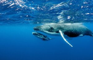 15 лютого: свята, події, факти. Всесвітній день китів та День бегемота 15-лютого:-свята,-події,-факти.-Всесвітній-день-китів-та-День-бегемота