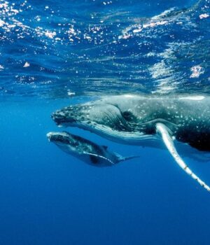 15-лютого:-свята,-події,-факти.-Всесвітній-день-китів-та-День-бегемота 15-лютого:-свята,-події,-факти.-Всесвітній-день-китів-та-День-бегемота