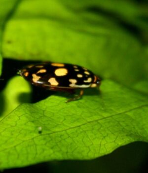 Може-розірвати-здобич-на-шматки:-у-світі-існує-жук-з-12-незвичайними-очима