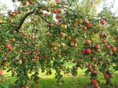 Які дерева не бояться хвороб: 7 найкращих варіантів для саду Які-дерева-не-бояться-хвороб:-7-найкращих-варіантів-для-саду