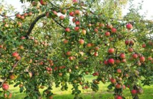 Які дерева не бояться хвороб: 7 найкращих варіантів для саду Які-дерева-не-бояться-хвороб:-7-найкращих-варіантів-для-саду