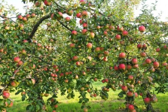 Які дерева не бояться хвороб: 7 найкращих варіантів для саду Які-дерева-не-бояться-хвороб:-7-найкращих-варіантів-для-саду