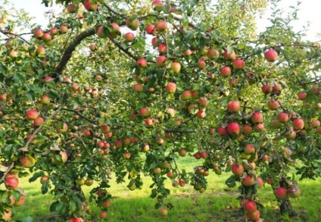 Які дерева не бояться хвороб: 7 найкращих варіантів для саду Які-дерева-не-бояться-хвороб:-7-найкращих-варіантів-для-саду