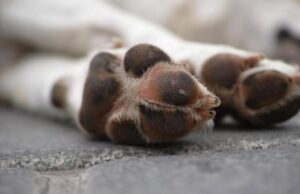 На Волині судили чоловіка, який вирішив застрелити собаку На-Волині-судили-чоловіка,-який-вирішив-застрелити-собаку