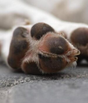 На-Волині-судили-чоловіка,-який-вирішив-застрелити-собаку