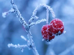 Морози та сніг повертаються: якої погоди очікувати в Україні у найближчі три дні Морози-та-сніг-повертаються:-якої-погоди-очікувати-в-Україні-у-найближчі-три-дні