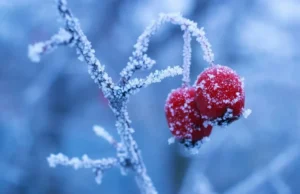 Морози та сніг повертаються: якої погоди очікувати в Україні у найближчі три дні Морози-та-сніг-повертаються:-якої-погоди-очікувати-в-Україні-у-найближчі-три-дні