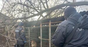 Майже 100 собак тримали серед бруду та сміття: кримінальний скандал із розплідником на Одещині Майже-100-собак-тримали-серед-бруду-та-сміття:-кримінальний-скандал-із-розплідником-на-Одещині