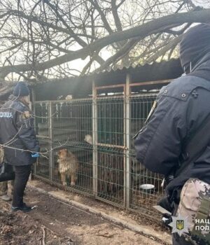 Майже-100-собак-тримали-серед-бруду-та-сміття:-кримінальний-скандал-із-розплідником-на-Одещині