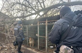 Майже 100 собак тримали серед бруду та сміття: кримінальний скандал із розплідником на Одещині Майже-100-собак-тримали-серед-бруду-та-сміття:-кримінальний-скандал-із-розплідником-на-Одещині