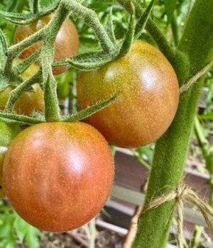 Не-садіть-ці-рослини-поруч-з-помідорами:-які-сусіди-знищать-її-урожай Не-садіть-ці-рослини-поруч-з-помідорами:-які-сусіди-знищать-її-урожай