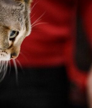 Чому-очі-котів-святяться-в темряві —-відповідь-вчених