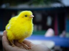 Норвегія забороняє “курей-франкенштейнів”: чому країна робить цей крок Норвегія-забороняє-“курей-франкенштейнів”:-чому-країна-робить-цей-крок