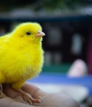 Норвегія-забороняє-“курей-франкенштейнів”:-чому-країна-робить-цей-крок Норвегія-забороняє-“курей-франкенштейнів”:-чому-країна-робить-цей-крок