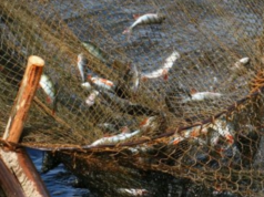 Волинського пенсіонера зобов’язали сплатити державі десятки тисяч за вилов риби Волинського-пенсіонера-зобов’язали-сплатити-державі-десятки-тисяч-за-вилов-риби